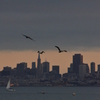 Sea birds with back ground of downtown, 