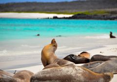 Sea lions