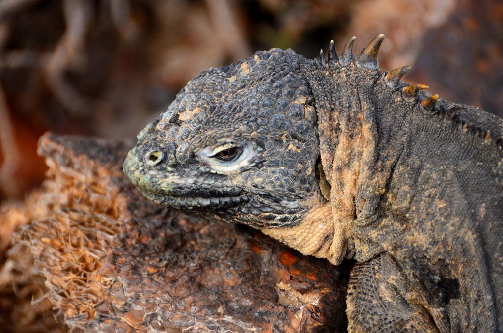 Marine Iguana??