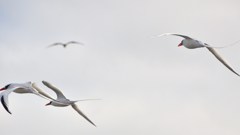 Red-Billed Tropicbird アカハシネッタイチョウ