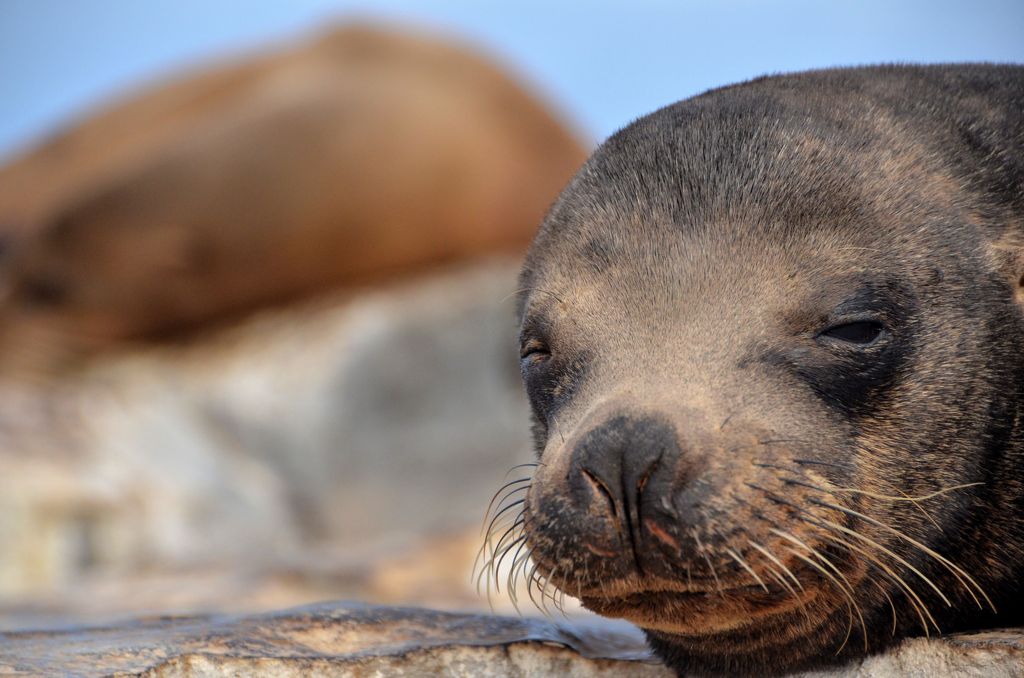 Sea Lion