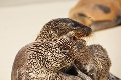 Sea Lion アシカ