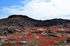 Galapagos Landscape