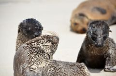 Sea Lions