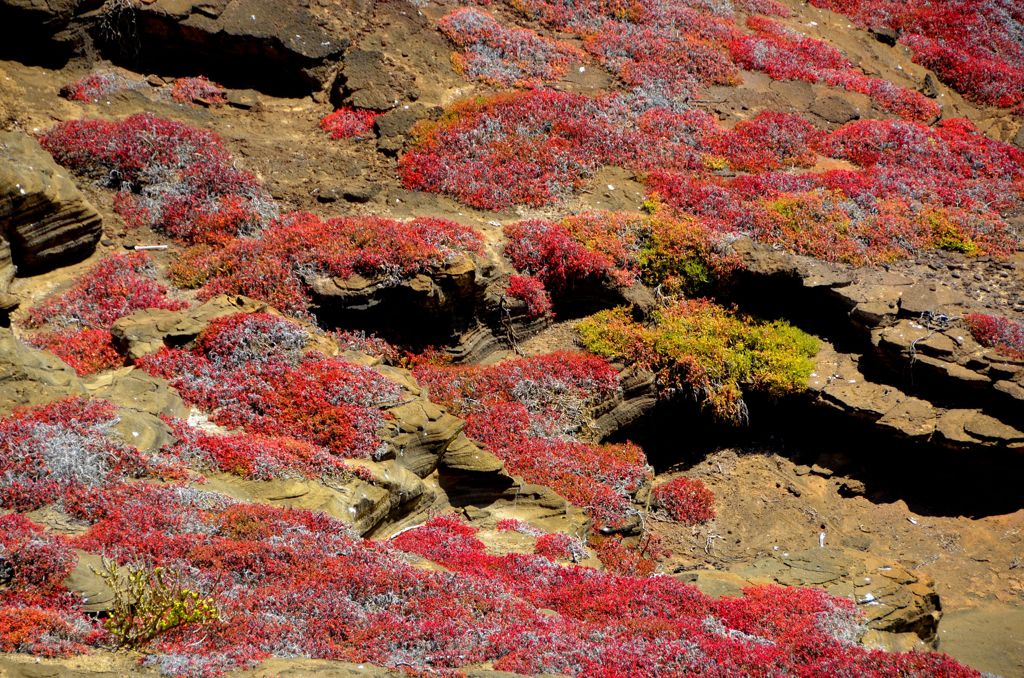 Galapagos Landscape