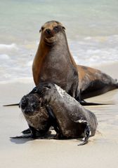 Sea Lions