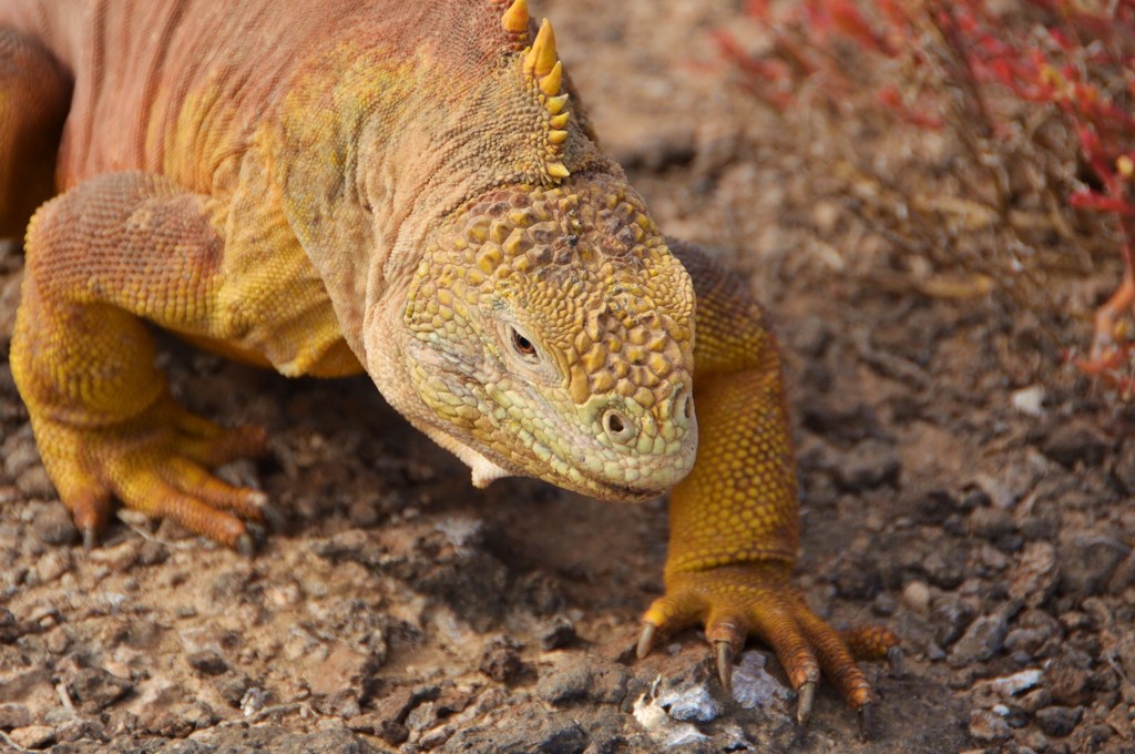 Land Iguana リクイグアナ