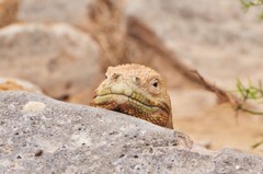 Land Iguana リクイグアナ