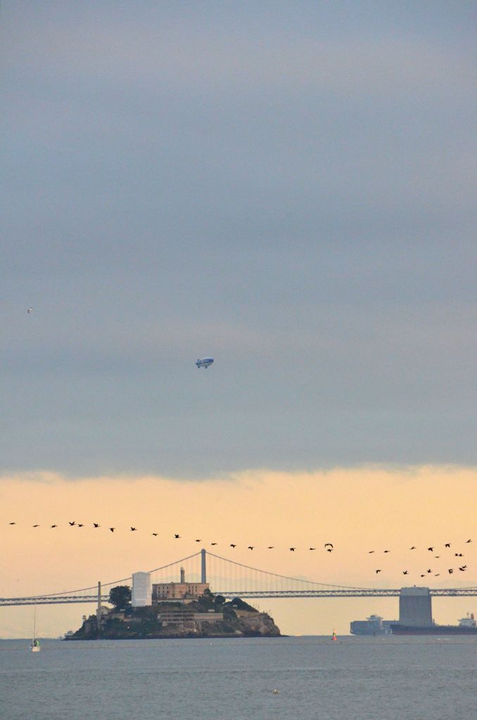 Alcatraz with bird flock