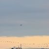 Alcatraz with bird flock