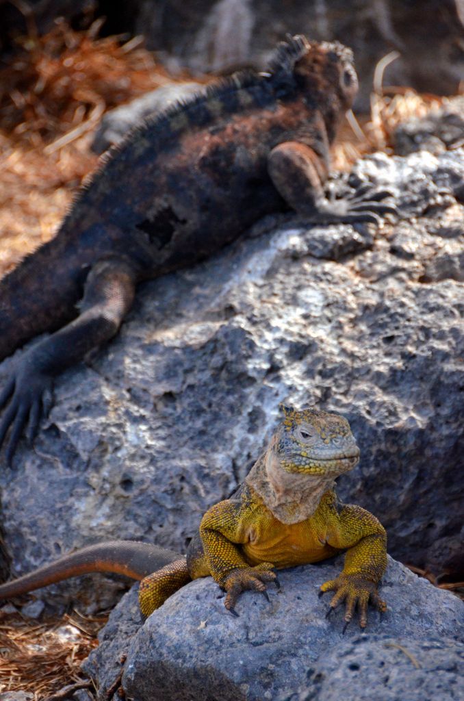 Land Iguana & Marine Iguana