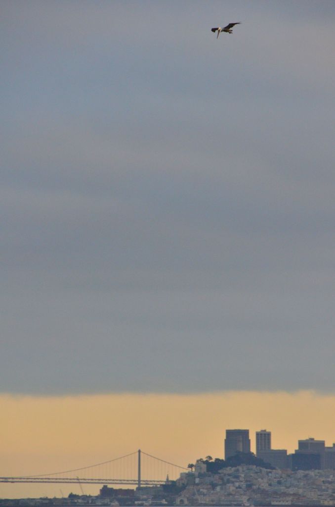 Pelican in the sky of San Francisco