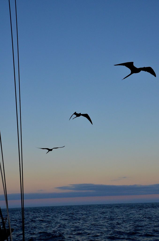 Sea Birds