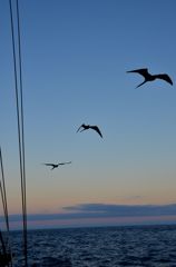 Sea Birds