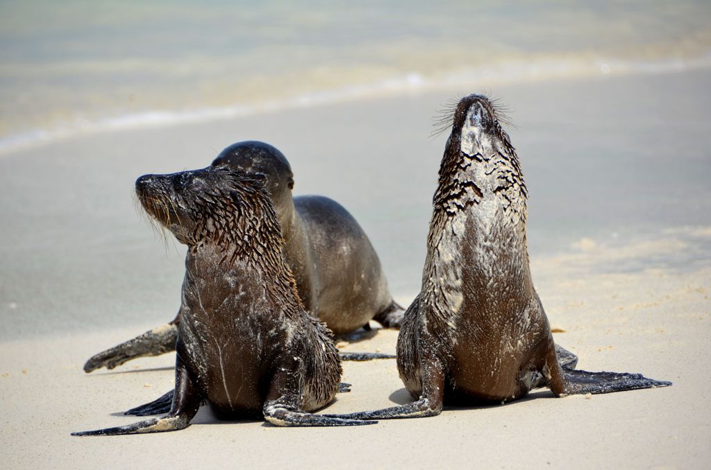 Sea Lions