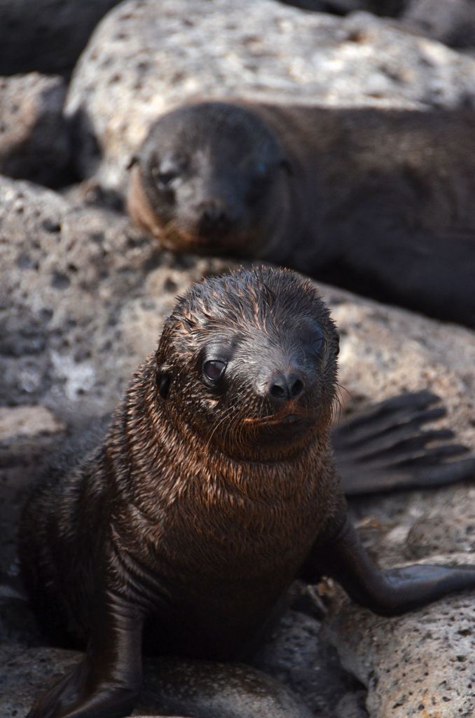 Sea Lions