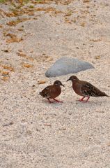 Galapagos Dove アオメバト