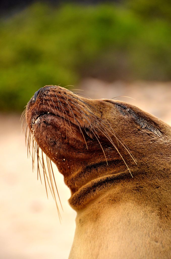 Sea Lion