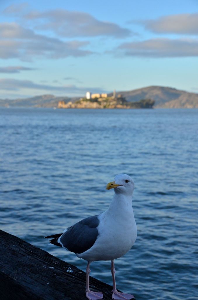 Alcatraz