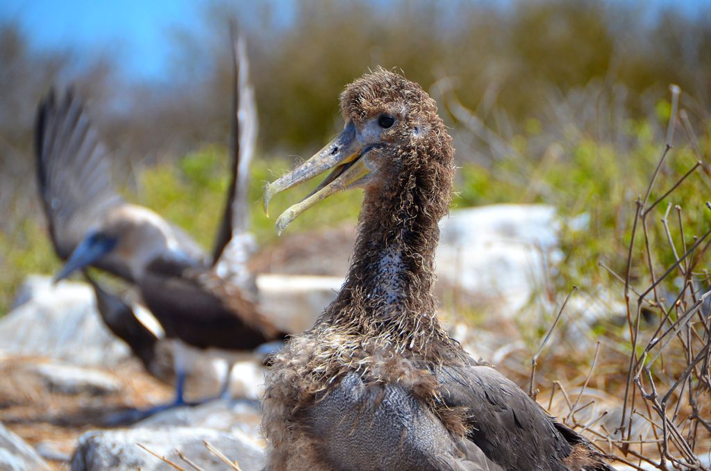 Albatross baby