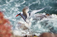 Red Billed Tropicbird