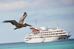 Brown Pelican ペリカン