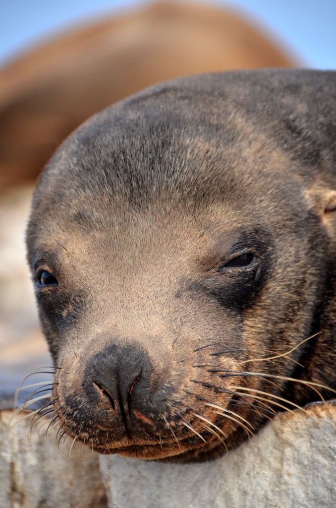 Sea Lion