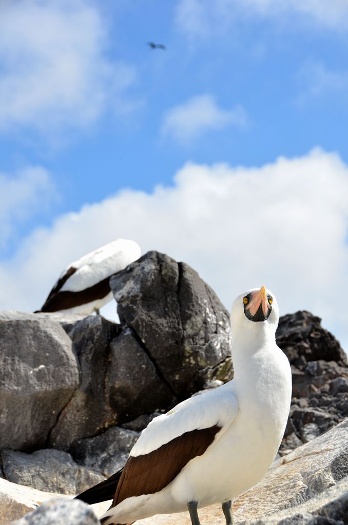 Nazca Booby ナスカカツオドリ