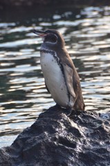 Galapagos Penguin ガラパゴスペンギン