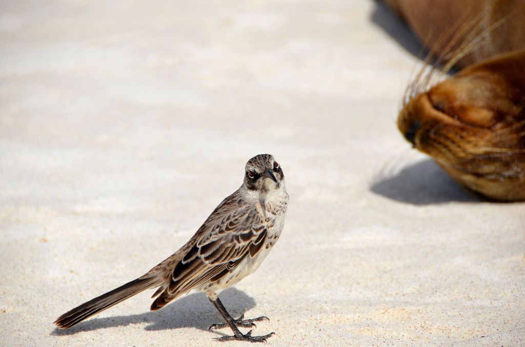 Bird (Unknown name)