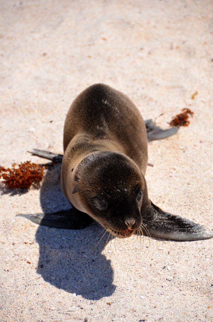Sea Lion 