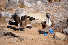 Blue Footed Booby アオアシカツオドリ