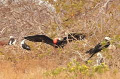 Magnificent Frigatebird アメリカグンカンドリ