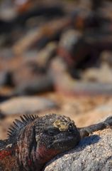 marine iguana