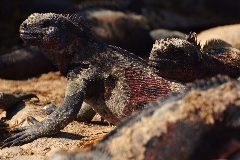 Marine Iguana ウミイグアナ