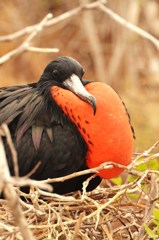 Magnificent Frigatebird アメリカグンカンドリ