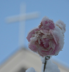 雪に負けない花