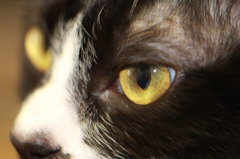 ネコの瞳