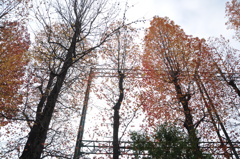 ２０１０紅葉