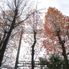 ２０１０紅葉