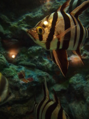 魚