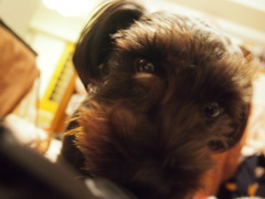 Miniature Schnauzer