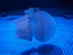 クラゲ