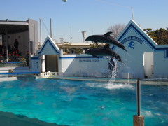 イルカ