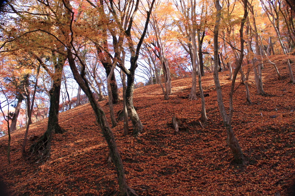 紅葉の絨毯