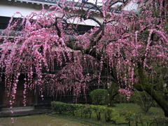 しだれ梅　其ノ弐