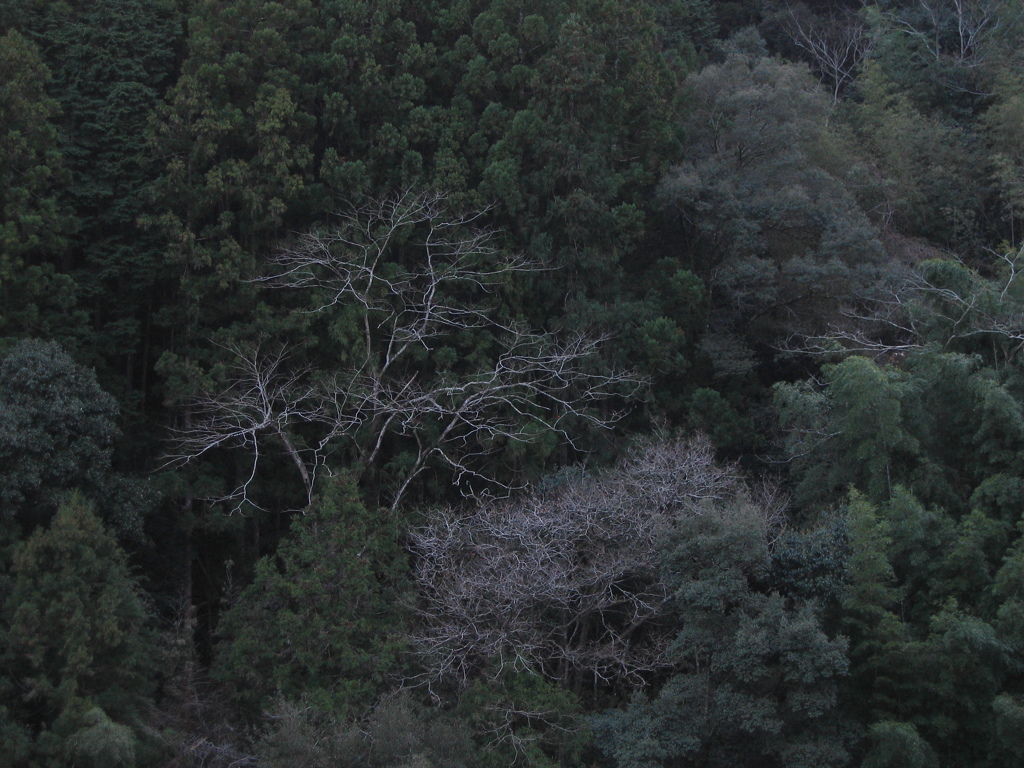 常緑の中の枯れ木
