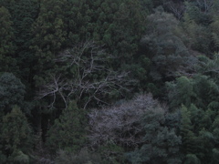 常緑の中の枯れ木