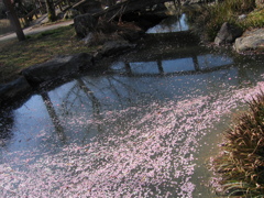 流れる花びら