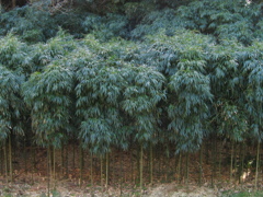 四方竹